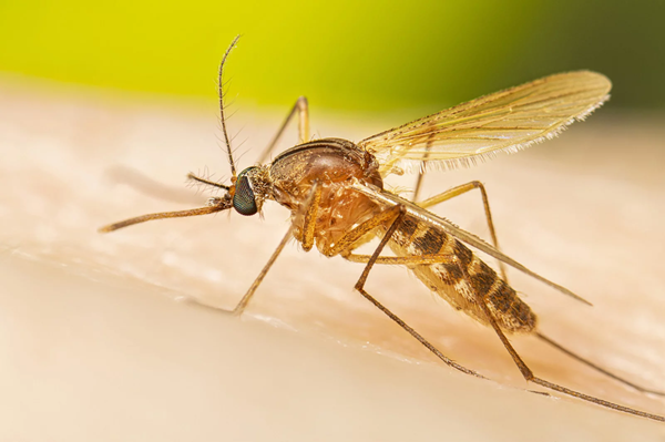 Eco BioTraps to protect 1.6 B urban households & workplaces from dengue by 2024-end
